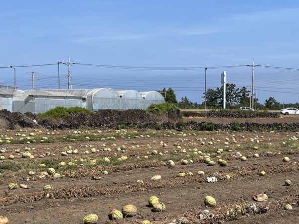 07aafc82ba2561fff48119a20e1bc9ae_1785809664_19.jpg